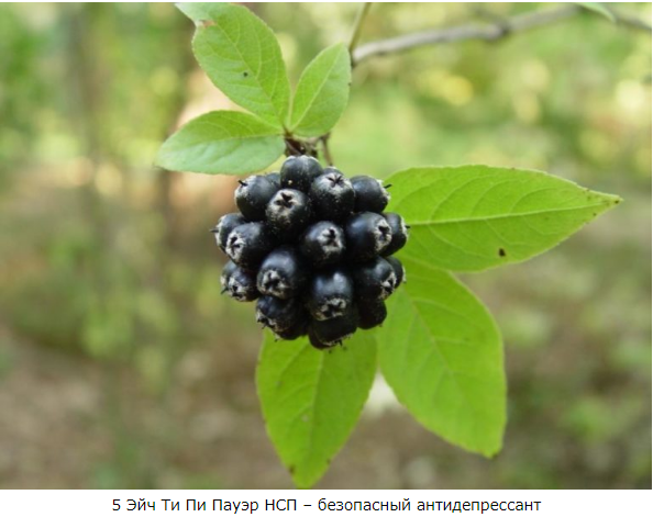 АНТИДЕПРЕССАНТ -5 Эйч Ти Пи Пауер НСП